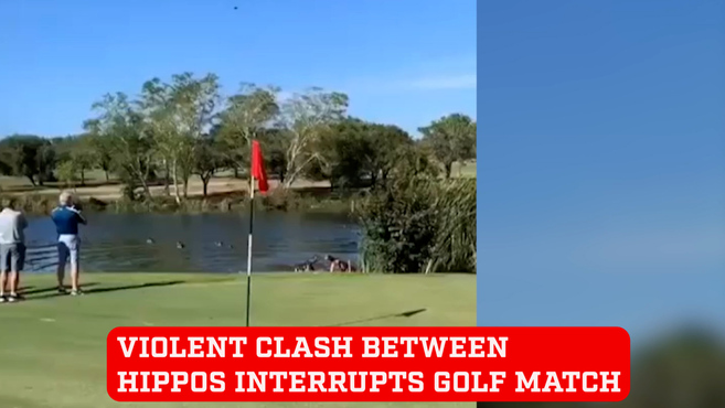 Combat between two large hippos interumpts recreation of golf